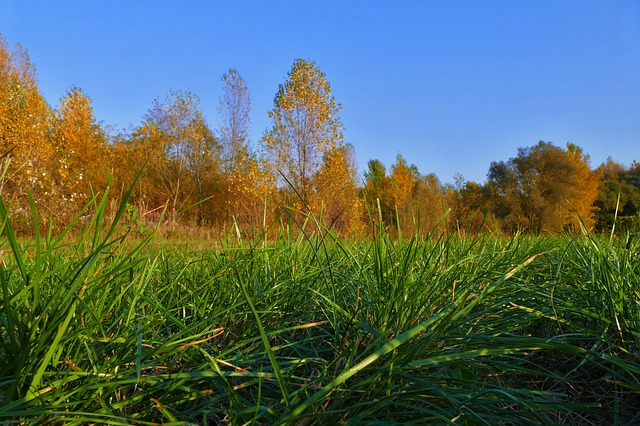 nawożenie trawy