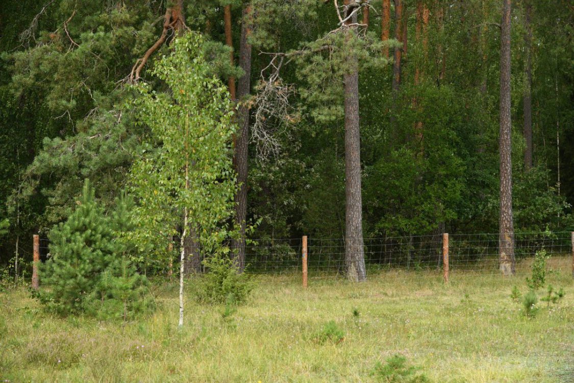 Jak zamontować ogrodzenie z siatki leśnej? Najważniejsze zasady